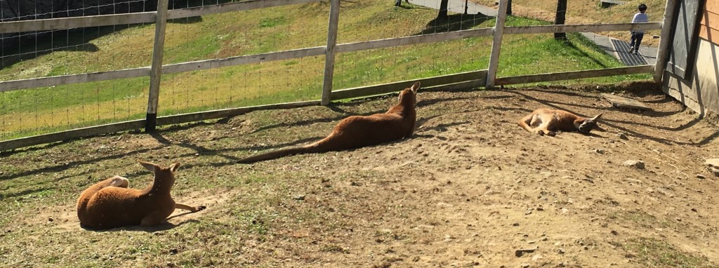 くつろぐ動物の森