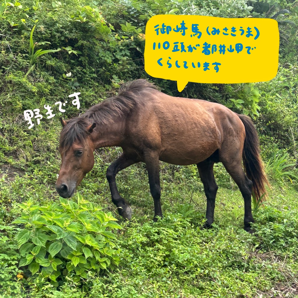 【note】馬のいる灯台「都井岬灯台」行ってきた記