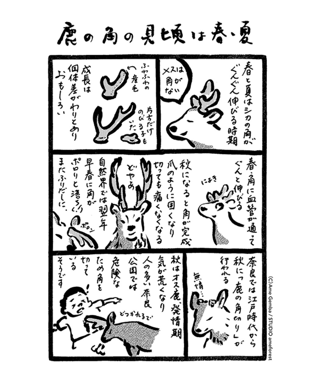 【夏のならだより】鹿も見頃がある…？